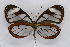  ( - INB0004098556)  @14 [ ] CreativeCommons - Attribution Non-Commercial Share-Alike (2012) National Biodiversity Institute of Costa Rica National Biodiversity Institute of Costa Rica