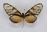  ( - INB0004101686)  @15 [ ] CreativeCommons - Attribution Non-Commercial Share-Alike (2012) National Biodiversity Institute of Costa Rica National Biodiversity Institute of Costa Rica