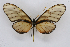  (Dircenna chiriquensis - INB0004101687)  @14 [ ] CreativeCommons - Attribution Non-Commercial Share-Alike (2012) National Biodiversity Institute of Costa Rica National Biodiversity Institute of Costa Rica