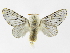  (Artace Montero02 - INB0004104045)  @15 [ ] Copyright (2012) J. Montero Instituto Nacional de Biodiversidad