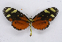  ( - INB0004104321)  @14 [ ] CreativeCommons - Attribution Non-Commercial Share-Alike (2012) National Biodiversity Institute of Costa Rica National Biodiversity Institute of Costa Rica