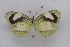  ( - INB0004107347)  @14 [ ] CreativeCommons - Attribution Non-Commercial Share-Alike (2012) National Biodiversity Institute of Costa Rica National Biodiversity Institute of Costa Rica