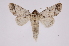 ( - INB0004110933)  @13 [ ] Copyright (2012) I. Chacon Instituto Nacional de Biodiversidad