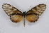  ( - INB0004111935)  @14 [ ] CreativeCommons - Attribution Non-Commercial Share-Alike (2012) National Biodiversity Institute of Costa Rica National Biodiversity Institute of Costa Rica