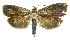  (Hilarographa phillipsEPR02 - INB0004115996)  @13 [ ] CreativeCommons - Attribution Non-Commercial Share-Alike (2012) National Biodiversity Institute of Costa Rica National Biodiversity Institute of Costa Rica