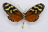  ( - INB0004127797)  @14 [ ] CreativeCommons - Attribution Non-Commercial Share-Alike (2012) National Biodiversity Institute of Costa Rica National Biodiversity Institute of Costa Rica