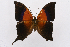  (Marpesia furcula - INB0004131180)  @14 [ ] CreativeCommons - Attribution Non-Commercial Share-Alike (2012) National Biodiversity Institute of Costa Rica National Biodiversity Institute of Costa Rica