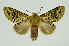 (Luca lucoidesICG01 - INB0004134955)  @15 [ ] Copyright (2012) Juan Mata Lorenzen Unspecified