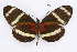  (Heliconius pachinus - INB0004135039)  @15 [ ] CreativeCommons - Attribution Non-Commercial Share-Alike  National Biodiversity Institute of Costa Rica National Biodiversity Institute of Costa Rica