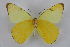  (Melete florinda - INB0004137998)  @11 [ ] CreativeCommons - Attribution Non-Commercial Share-Alike (2012) National Biodiversity Institute of Costa Rica National Biodiversity Institute of Costa Rica