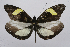  (Dismorphia oreas - INB0004145351)  @14 [ ] CreativeCommons - Attribution Non-Commercial Share-Alike (2012) National Biodiversity Institute of Costa Rica National Biodiversity Institute of Costa Rica