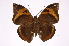  ( - INB0004149549)  @14 [ ] Copyright (2012) I. Chacon Instituto Nacional de Biodiversidad