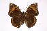  ( - INB0004149643)  @14 [ ] Copyright (2012) I. Chacon Instituto Nacional de Biodiversidad