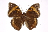  ( - INB0004149645)  @14 [ ] Copyright (2012) I. Chacon Instituto Nacional de Biodiversidad
