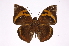  ( - INB0004149646)  @14 [ ] Copyright (2012) I. Chacon Instituto Nacional de Biodiversidad