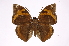 ( - INB0004149667)  @14 [ ] Copyright (2012) I. Chacon Instituto Nacional de Biodiversidad