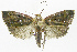  (Tortricin01 phillipsEPR15 - INB0004157445)  @11 [ ] CreativeCommons - Attribution Non-Commercial Share-Alike (2012) National Biodiversity Institute of Costa Rica National Biodiversity Institute of Costa Rica