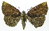  ( - INB0004162627)  @13 [ ] CreativeCommons - Attribution Non-Commercial Share-Alike  National Biodiversity Institute of Costa Rica National Biodiversity Institute of Costa Rica