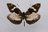  (Dismorphia lubina - INB0004169992)  @14 [ ] CreativeCommons - Attribution Non-Commercial Share-Alike (2012) National Biodiversity Institute of Costa Rica National Biodiversity Institute of Costa Rica