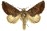  (Hemiceras sericita - INB0004187698)  @15 [ ] Copyright (2012) Juan Mata Lorenzen Unspecified