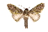  ( - INB0004200201)  @15 [ ] Copyright (2012) I. Chacon Instituto Nacional de Biodiversidad