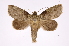  ( - INB0004205560)  @14 [ ] Copyright (2012) I. Chacon Instituto Nacional de Biodiversidad