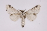  ( - INB0004205767)  @13 [ ] Copyright (2012) I. Chacon Instituto Nacional de Biodiversidad