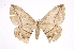  ( - INB0004208626)  @14 [ ] Copyright (2012) I. Chacon Instituto Nacional de Biodiversidad