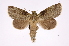  ( - INB0004210803)  @14 [ ] Copyright (2012) I. Chacon Instituto Nacional de Biodiversidad