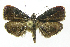  ( - INB0004210912)  @13 [ ] CreativeCommons - Attribution Non-Commercial Share-Alike  National Biodiversity Institute of Costa Rica National Biodiversity Institute of Costa Rica