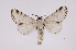  ( - INB0004210917)  @13 [ ] Copyright (2012) I. Chacon Instituto Nacional de Biodiversidad