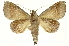  (Strophocerus albonotatusICG01 - INB0004213183)  @15 [ ] Copyright (2012) Juan Mata Lorenzen Unspecified