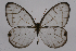  ( - INB0004213644)  @13 [ ] CreativeCommons - Attribution Non-Commercial Share-Alike (2012) National Biodiversity Institute of Costa Rica National Biodiversity Institute of Costa Rica