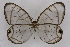  ( - INB0004220479)  @12 [ ] CreativeCommons - Attribution Non-Commercial Share-Alike (2012) National Biodiversity Institute of Costa Rica National Biodiversity Institute of Costa Rica