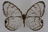  ( - INB0004220479)  @13 [ ] CreativeCommons - Attribution Non-Commercial Share-Alike (2012) National Biodiversity Institute of Costa Rica National Biodiversity Institute of Costa Rica