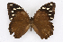  ( - INB0004221744)  @14 [ ] CreativeCommons - Attribution Non-Commercial Share-Alike (2012) National Biodiversity Institute of Costa Rica National Biodiversity Institute of Costa Rica