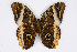  (Caligo - INB0004226627)  @16 [ ] CreativeCommons - Attribution Non-Commercial Share-Alike (2012) National Biodiversity Institute of Costa Rica National Biodiversity Institute of Costa Rica