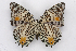  ( - INB0004226647)  @14 [ ] CreativeCommons - Attribution Non-Commercial Share-Alike (2012) National Biodiversity Institute of Costa Rica National Biodiversity Institute of Costa Rica
