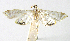  ( - INB0004238392)  @12 [ ] CreativeCommons - Attribution Non-Commercial Share-Alike  National Biodiversity Institute of Costa Rica National Biodiversity Institute of Costa Rica