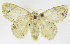  (Nesara Montero01 - INB0004239200)  @14 [ ] Copyright (2012) J. Montero Instituto Nacional de Biodiversidad