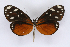  ( - INB0004248597)  @14 [ ] CreativeCommons - Attribution Non-Commercial Share-Alike  National Biodiversity Institute of Costa Rica National Biodiversity Institute of Costa Rica