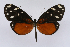  ( - INB0004248597)  @14 [ ] CreativeCommons - Attribution Non-Commercial Share-Alike  National Biodiversity Institute of Costa Rica National Biodiversity Institute of Costa Rica