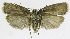  ( - INB0004263667)  @12 [ ] CreativeCommons - Attribution Non-Commercial Share-Alike  National Biodiversity Institute of Costa Rica National Biodiversity Institute of Costa Rica