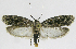  ( - INB0004263677)  @13 [ ] CreativeCommons - Attribution Non-Commercial Share-Alike  National Biodiversity Institute of Costa Rica National Biodiversity Institute of Costa Rica