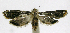  ( - INB0004265004)  @12 [ ] CreativeCommons - Attribution Non-Commercial Share-Alike  National Biodiversity Institute of Costa Rica National Biodiversity Institute of Costa Rica