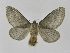  ( - INB0004265203)  @14 [ ] Copyright (2012) J. Montero Instituto Nacional de Biodiversidad