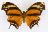  ( - INB0004265361)  @14 [ ] CreativeCommons - Attribution Non-Commercial Share-Alike  National Biodiversity Institute of Costa Rica National Biodiversity Institute of Costa Rica