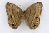  ( - INB0004265369)  @14 [ ] CreativeCommons - Attribution Non-Commercial Share-Alike  National Biodiversity Institute of Costa Rica National Biodiversity Institute of Costa Rica