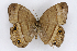  ( - INB0004265370)  @13 [ ] CreativeCommons - Attribution Non-Commercial Share-Alike  National Biodiversity Institute of Costa Rica National Biodiversity Institute of Costa Rica