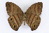  ( - INB0004273072)  @14 [ ] CreativeCommons - Attribution Non-Commercial Share-Alike  National Biodiversity Institute of Costa Rica National Biodiversity Institute of Costa Rica
